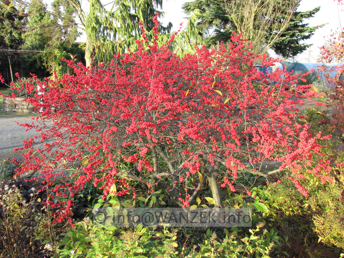 Ilex verticillata (female) Weiblich 02.JPG
